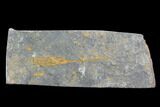 Ordovician Echinoderm Fossil Association - Kaid Rami, Morocco #102834-1